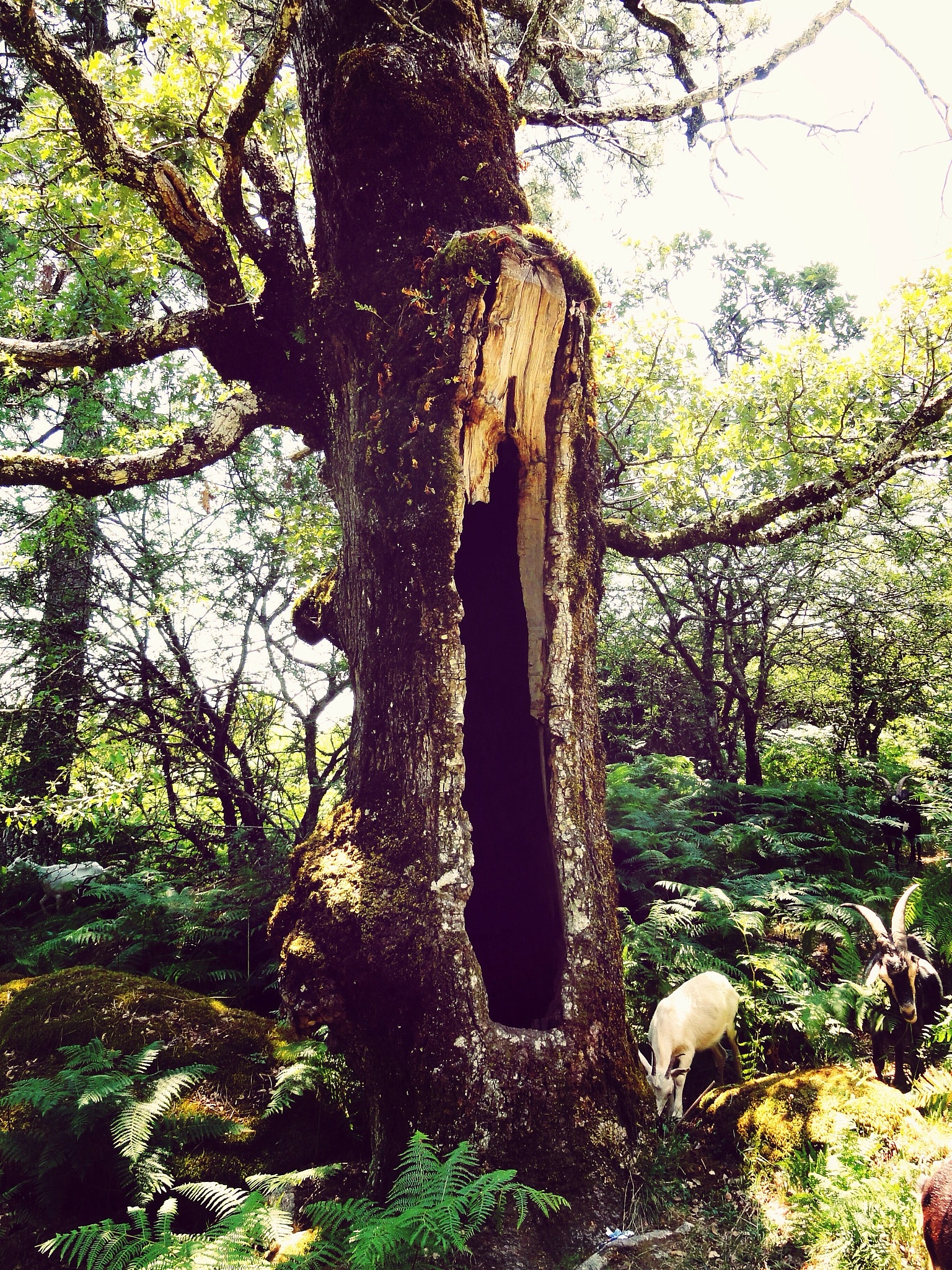 探秘世界上最矮的树：高山上的五厘米生命奇迹
