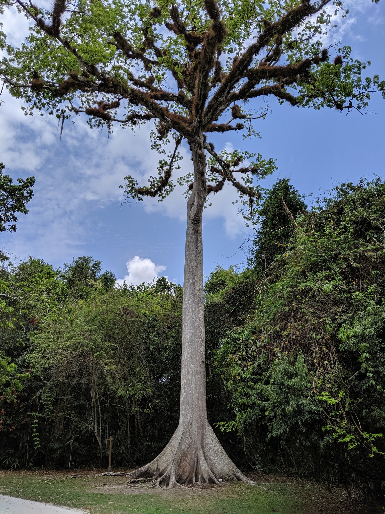 世界上最大的树