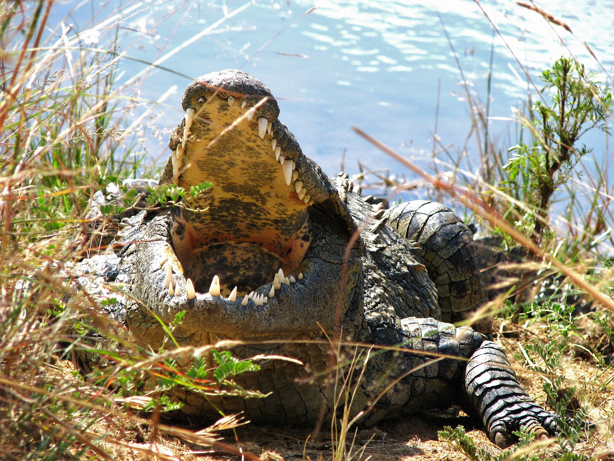 自然界隐藏的致命杀手：揭秘最危险的动物