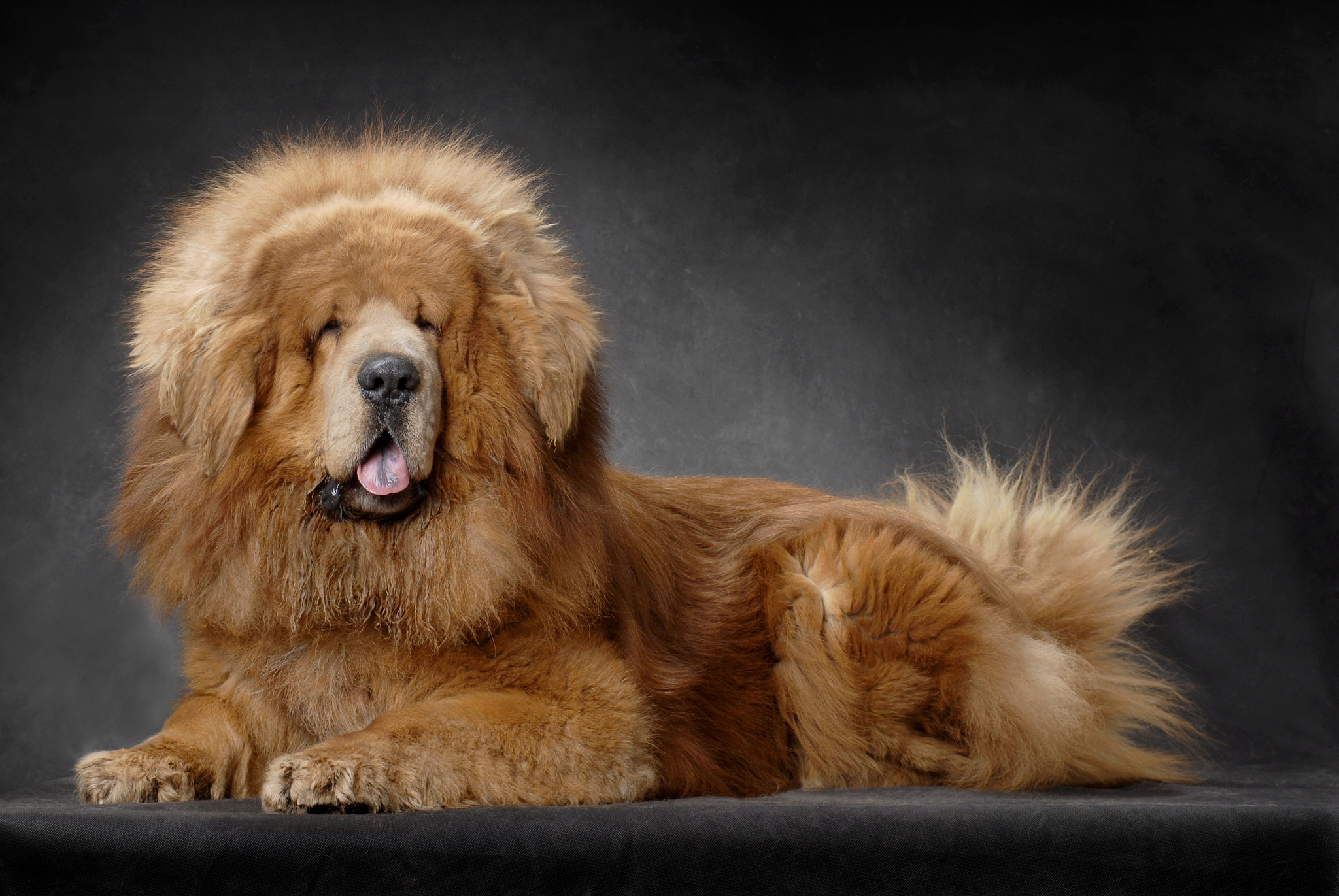 世界上最小的藏獒：猛犬外表下的反差萌