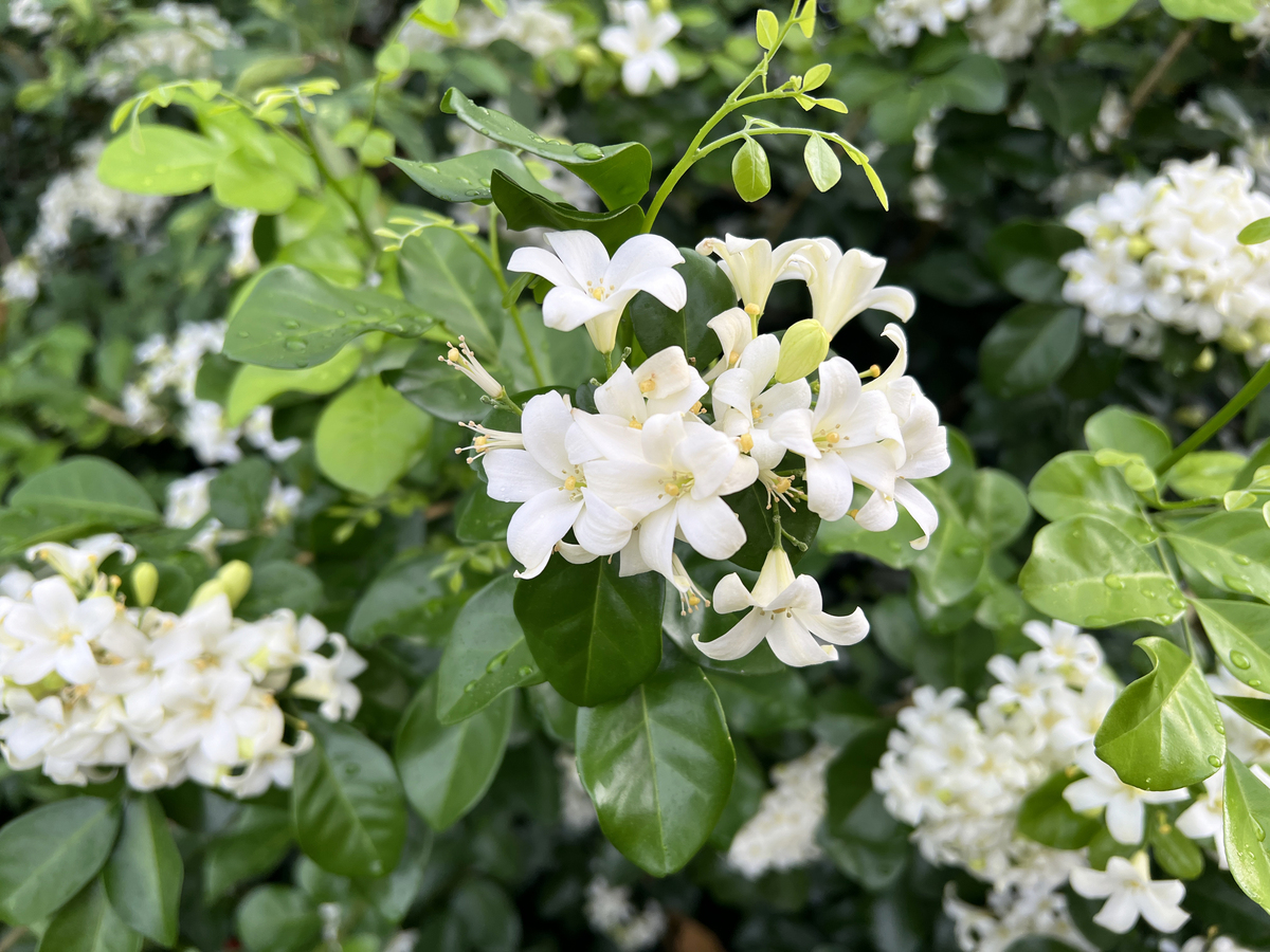 最香花卉：从茉莉到栀子，谁才是真正的"天下第一香"？