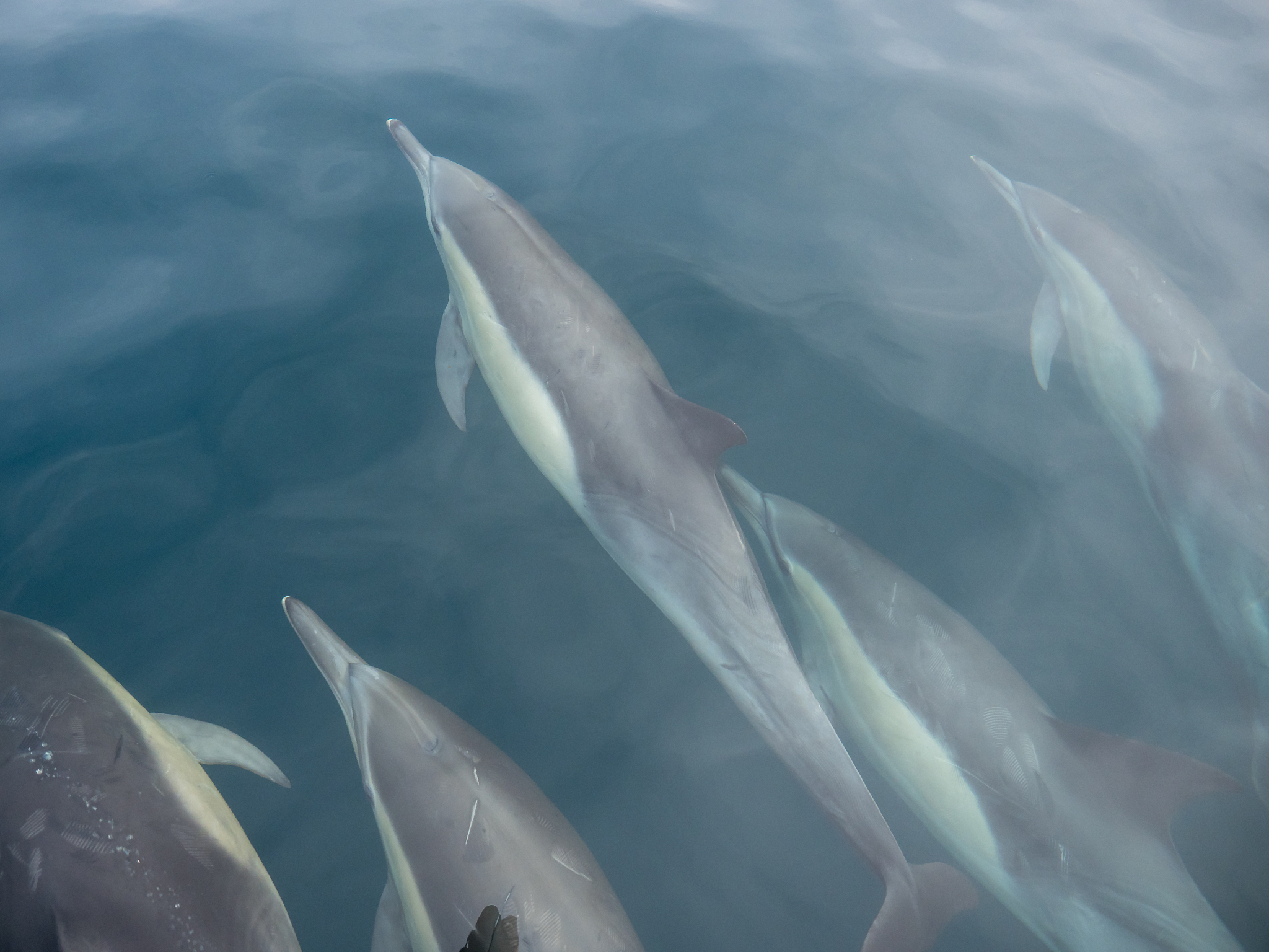 海豚和鲸鱼的区别：海洋精灵与巨兽的五大本质区别