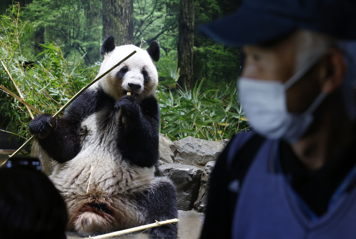 旅日大熊猫即将回国 中方回应是否续租新熊猫引日网友热议