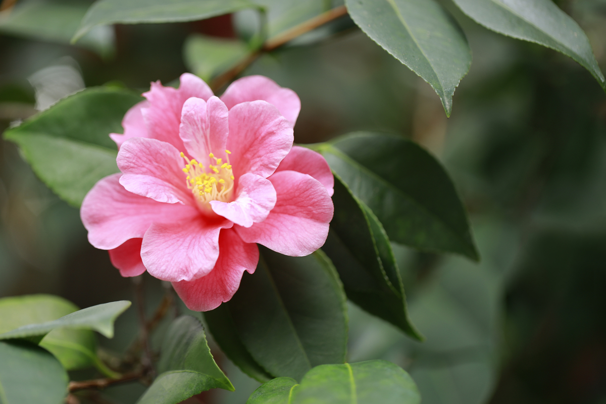 云南八大名花：从山茶到杜鹃的浪漫传奇