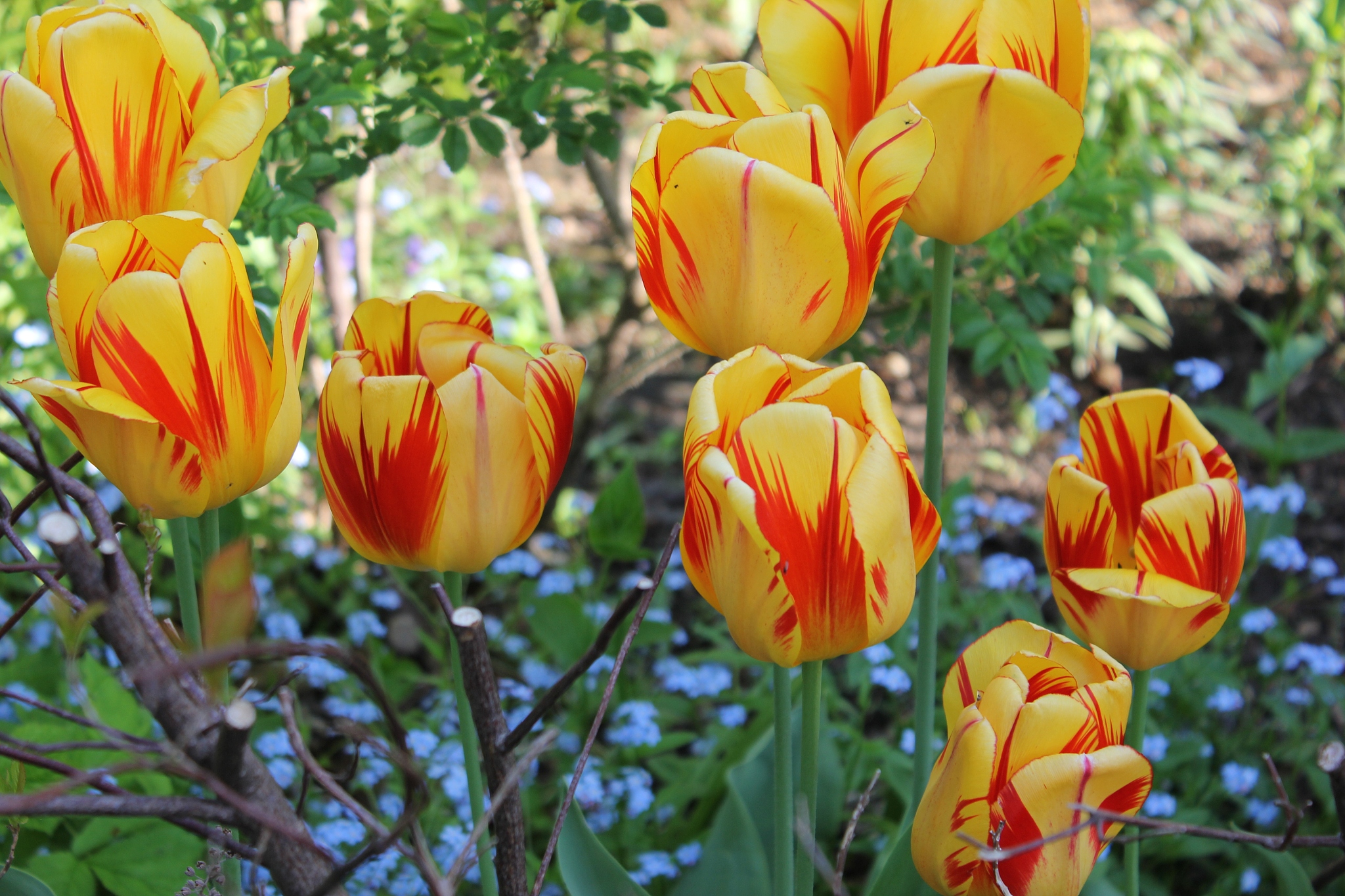 世界上最美丽的植物