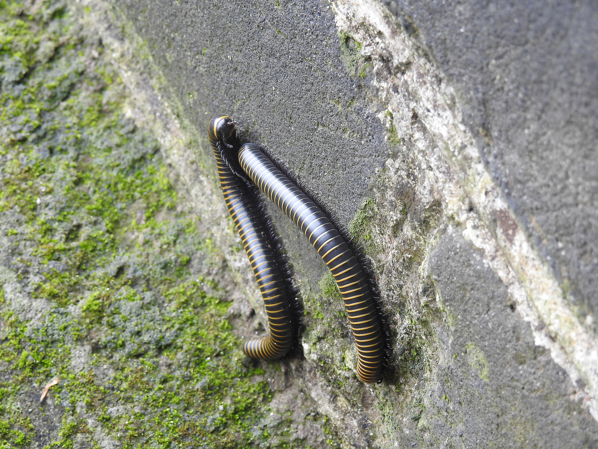 世界上腿最多的神奇生物：揭秘"千足虫"的生存密码