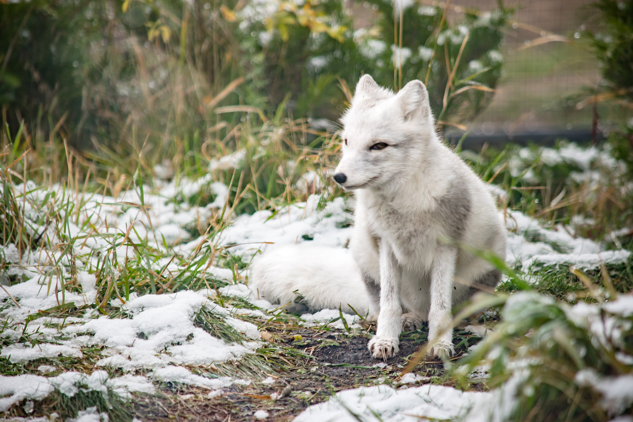 “比家猫还乖”的雪狐并不正常